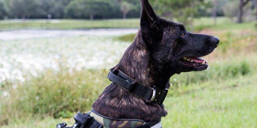 How a Tactical Dog Collar Can Improve Your Dog’s Training